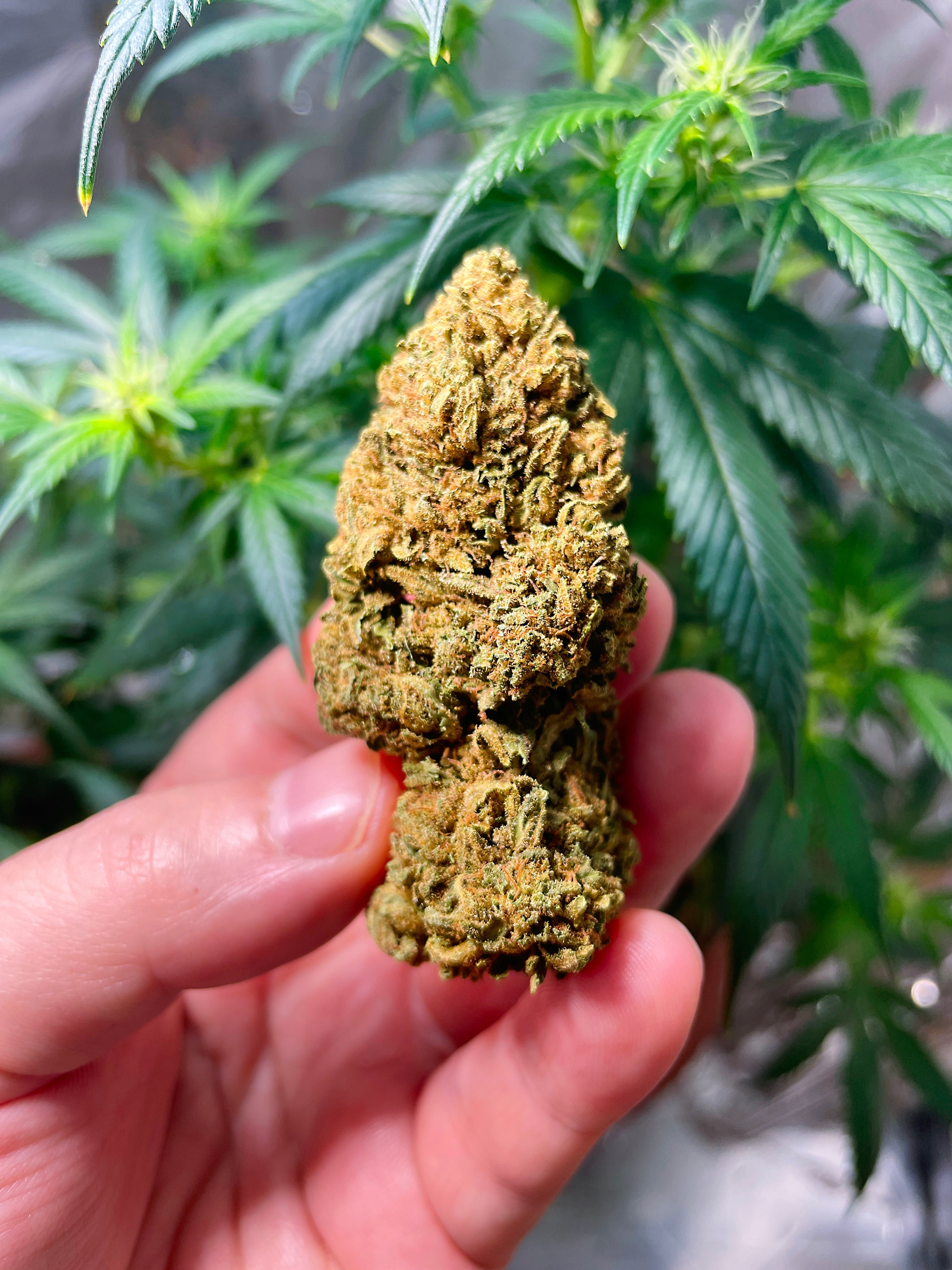 Image of Greenhouse-Grown THCA Flower: A Complete Buyerβs Guide